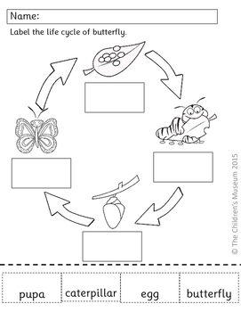 Life Cycle Wheel by The Children's Museum | Teachers Pay Teachers