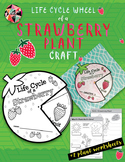Life Cycle Wheel of a Strawberry Plant Craft + Plant Worksheets