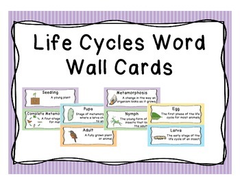 Preview of Life Cycle Word Wall Vocabulary