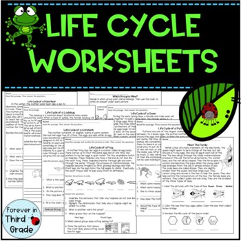 Life Cycle Worksheets by Forever In Third Grade | TpT