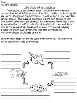 Life Cycle Worksheets by Forever In Third Grade | TpT