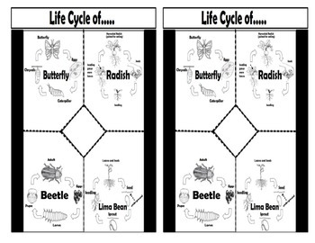 Preview of Life Cycle of...