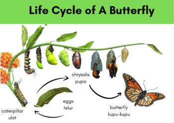 Preview of Life Cycle of A Butterfly - Daur Hidup Kupu Kupu -  Diagram