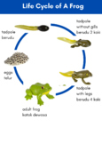 Life Cycle of A Frog - Daur Hidup Katak - Diagram