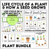 Life Cycle of A Plant | How A Seed Grows | Game, Lesson, H