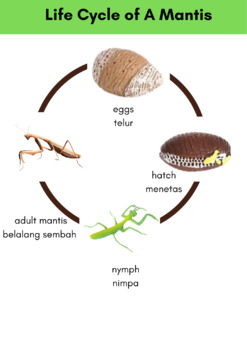 Life cycle of the praying mantis Montessori pedagogy