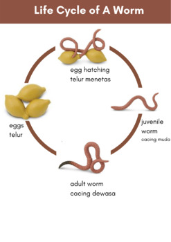 Life Cycle of A Worm - Daur Hidup Cacing - Diagram by lily fadliah