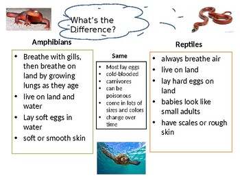 amphibian and reptile difference