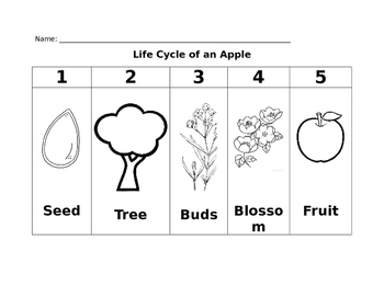 Preview of Life Cycle of an Apple - Chart