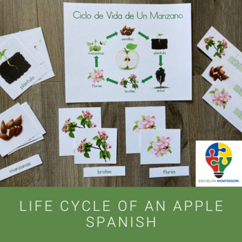 Preview of Life Cycle of An Apple Tree Spanish (Montessori)
