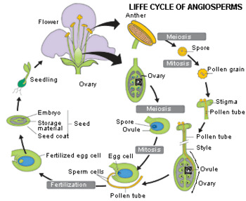 Preview of Life Cycle of Angiosperms