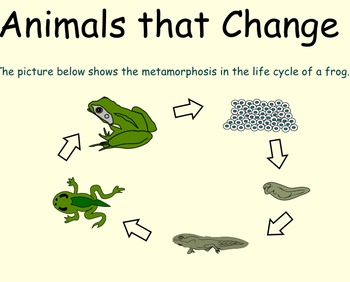 Preview of Life Cycle of Animals - Smartboard Lesson