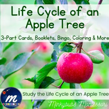 Preview of Life Cycle of Apple Tree Unit 3-Part Cards BINGO Activities Booklets Montessori