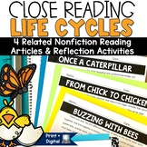 Life Cycle of a Butterfly Chicken Reading Passages Workshe