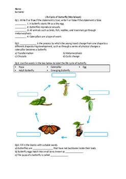 Preview of Life Cycle of Butterfly - Worksheet | Printable and Distance Learning