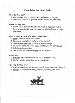 Preview of Life Cycle of Deer Study Guide