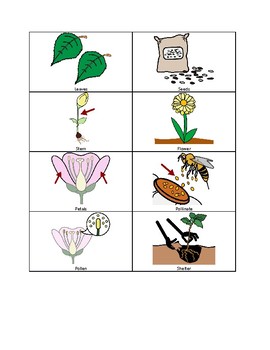 Preview of Life  Cycle of Florida Plants Picture Cards