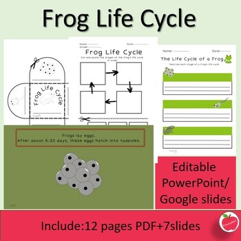 Preview of Life Cycle of Frog Lesson-activity