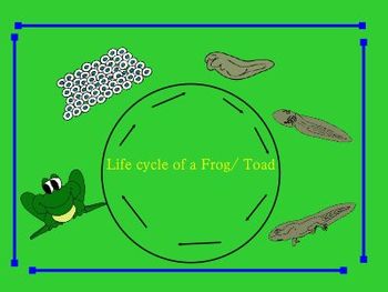 Preview of Life Cycle of Frog for the young student