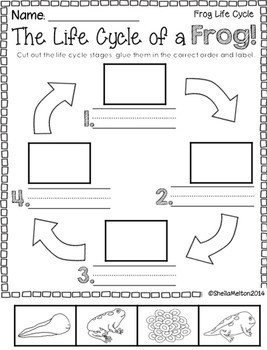 Frog Life Cycle Printables, Activities, Picture Sorts, Science Notebook