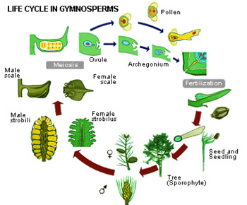 simple gymnosperms life cycle