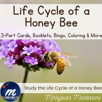 Preview of Life Cycle of Honey Bee Unit 3-Part Cards BINGO Activities Booklets Montessori