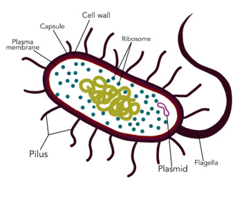 bacteria cell diagram