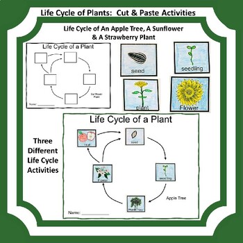 Preview of Life Cycle of Plant Activity Sheets: 3 Plants Cut/Paste
