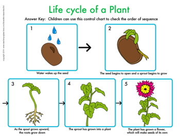 Preview of Life Cycle of Plant- Seed to Flower- Printable Worksheets- Distance Learning