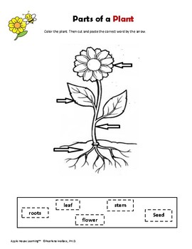 Plants and Plant Life Cycle (Science) Unit – Parts of a Plant Activities