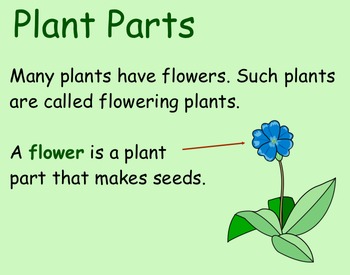 Preview of Life Cycle of Seed Plants - Smartboard Lesson