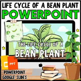 Life Cycle of a BEAN PLANT PowerPoint & Google Slides Less