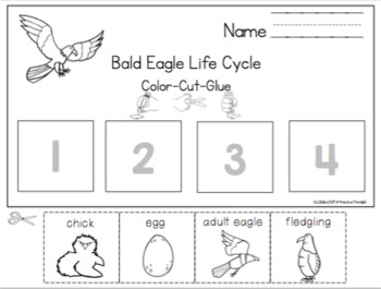 Life Cycle of an Eagle and a Sequencing Craft by Preschool Printable