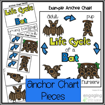 Life Cycle of a Spider Tab Flip book