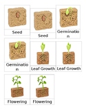Life Cycle of a Bean Plant 3 Part Cards