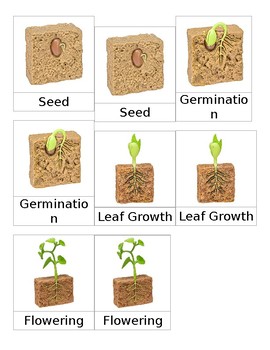 Preview of Life Cycle of a Bean Plant 3 Part Cards