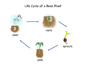 Life Cycle of a Bean Plant by Montessori Tails | TpT