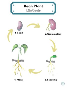 Life Cycle of a Bean Plant by Greenworld Learning | TPT