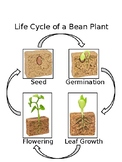 Life Cycle of a Bean Plant Control Chart