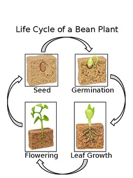 Life Cycle of a Bean Plant Control Chart by Ms Shanny Creates | TPT