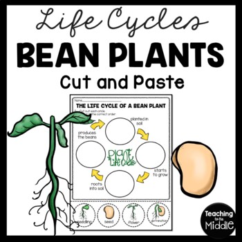 Life Cycle of a Bean Plant Cut and Paste Worksheet by Teaching to the ...
