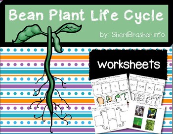 Preview of Life Cycle of a Bean Plant | PreK-K Worksheets | English