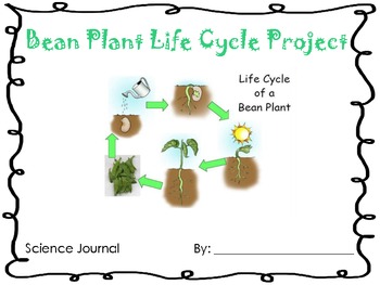 Preview of Life Cycle of a Bean Plant Project