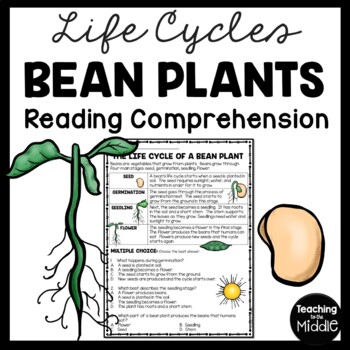 Preview of Life Cycle of a Bean Plant Reading Comprehension Worksheet
