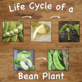 Life Cycle of a Bean Plant Sequencing Cards with Real Pict