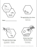 Montessori Life Cycle of a Bee - 3 part cards, mini poster