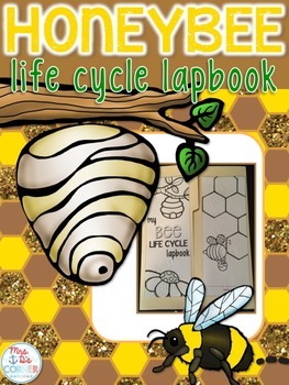 Preview of Life Cycle of a Bee Lapbook {with 12 foldables} Honeybee Life Cycle INB