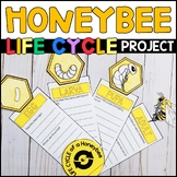 Life Cycle of a Bee Project - Bee Craft - Honeybee Research
