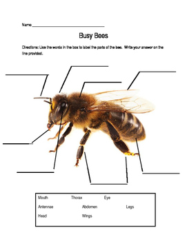 Life Cycle of a Bee Test by Got the Reading Bug | TpT