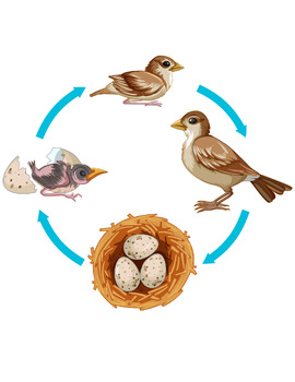 Preview of Bird Life Cycle